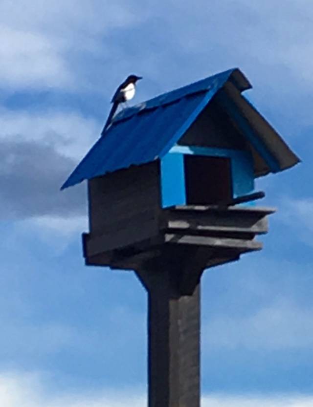 Blue Bird House