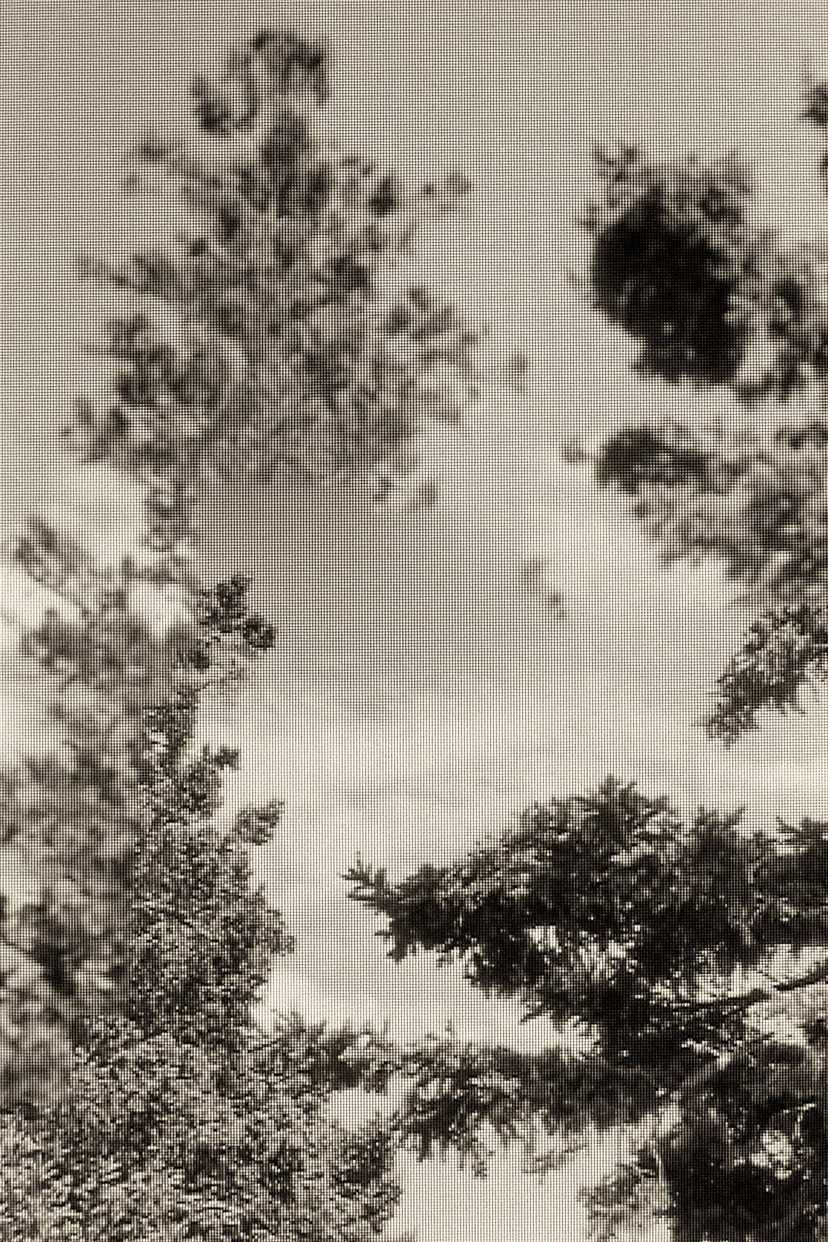 Disappearing Pines