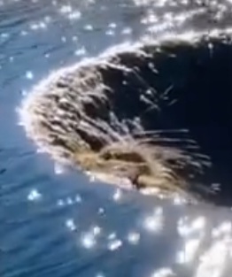 Aquatic Sinkhole