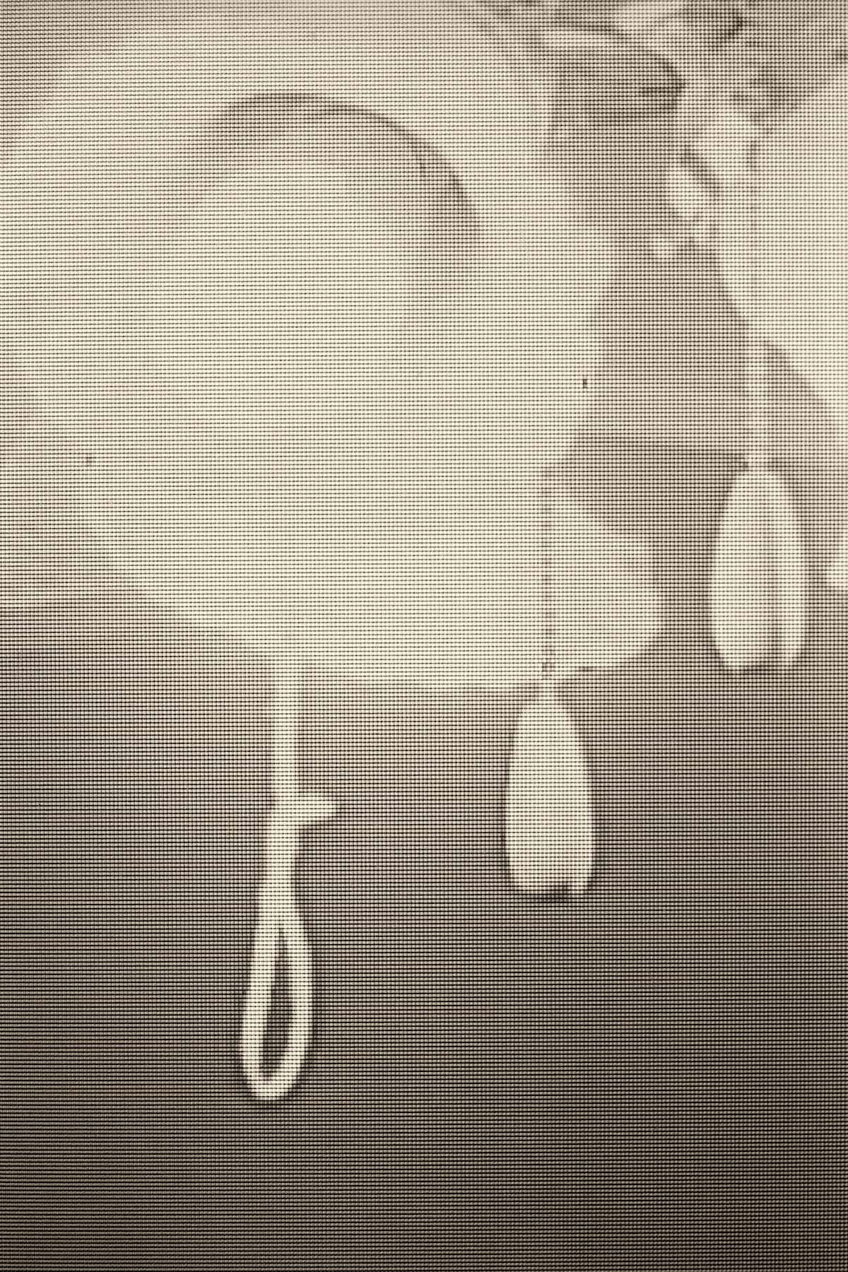 Ceiling Fan Light