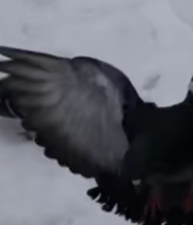 Pigeon Wing